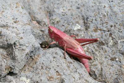 Criquet des clairières Chrysochraon dispar (Germar, 1834)