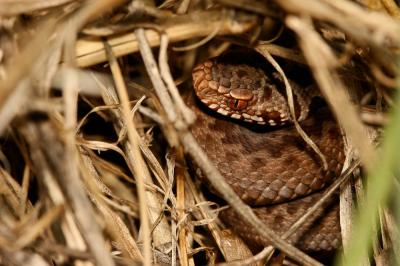 Vipère péliade Vipera berus (Linnaeus, 1758)