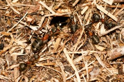  Formica exsecta Nylander, 1846