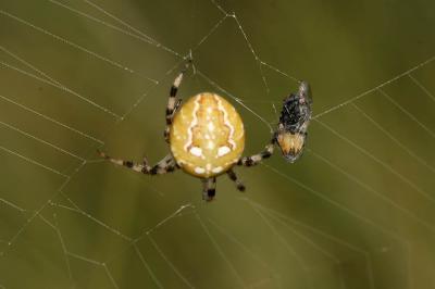 Épeire à quatre points Araneus quadratus Clerck, 1758