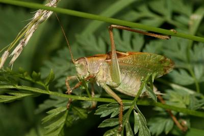 Sauterelle cymbalière, Sauterelle chanteuse Tettigonia cantans (Fuessly, 1775)