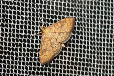  Anania verbascalis (Denis & Schiffermüller, 1775)
