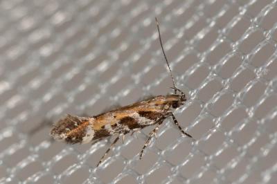 Aristotelia subericinella (Duponchel, 1843)
