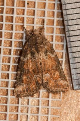 Bryophile lupuline (La) Bryophila ravula (Hübner, 1813)