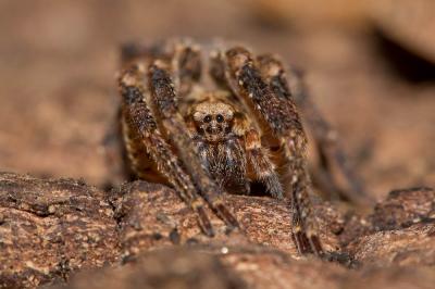 Zoropse à pattes épineuses Zoropsis spinimana (Dufour, 1820)