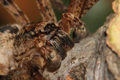 Zoropse à pattes épineuses Zoropsis spinimana (Dufour, 1820)