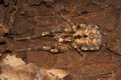 Zoropse à pattes épineuses Zoropsis spinimana (Dufour, 1820)