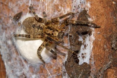 Zoropse à pattes épineuses Zoropsis spinimana (Dufour, 1820)