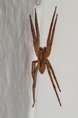 Zoropse à pattes épineuses Zoropsis spinimana (Dufour, 1820)