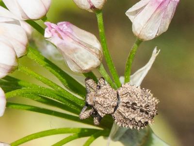 Brachycère muriqué Brachycerus muricatus Olivier, 1790