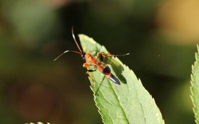  Ctenochares bicolorus (Linnaeus, 1767)