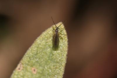  Sciaridae Billberg, 1820