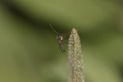  Sciaridae Billberg, 1820