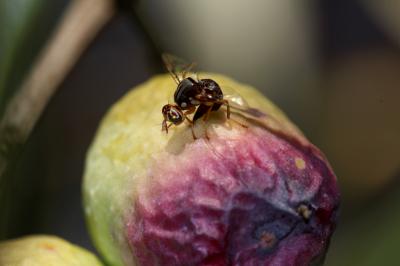  Bactrocera oleae (Rossi, 1790)
