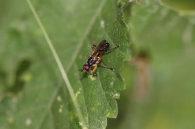  Phrosia albilabris (Fabricius, 1805)