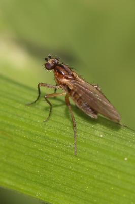  Lonchoptera Meigen, 1803