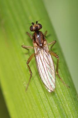  Lonchoptera Meigen, 1803