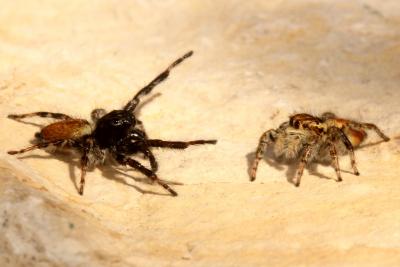  Carrhotus xanthogramma (Latreille, 1819)