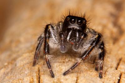  Carrhotus xanthogramma (Latreille, 1819)