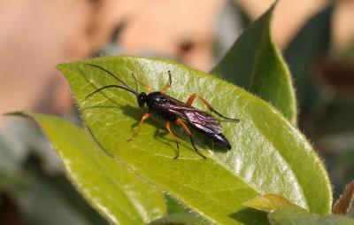  Pseudoamblyteles homocerus (Wesmael, 1854)