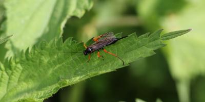  Pseudoamblyteles homocerus (Wesmael, 1854)