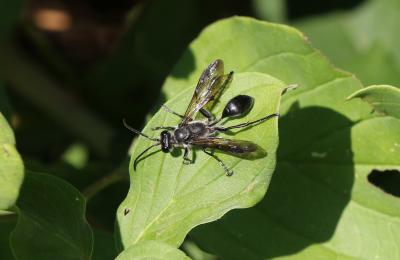 Isodontia mexicana (Saussure, 1867)