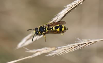  Eumenes Latreille, 1802