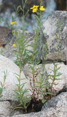 Épervière en ombelle, Accipitrine Hieracium umbellatum L., 1753