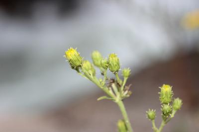 Épervière en ombelle, Accipitrine Hieracium umbellatum L., 1753