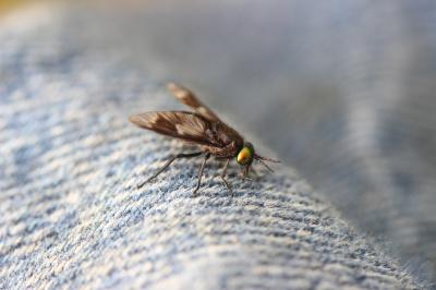  Chrysops Meigen, 1803