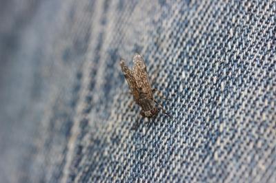 Taon Haematopota pluvialis (Linnaeus, 1758)