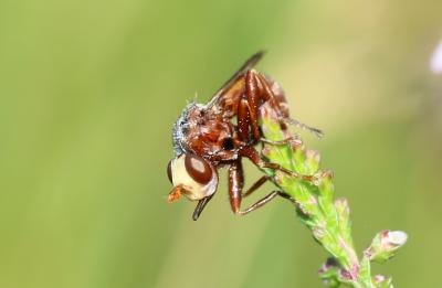  Sicus ferrugineus (Linnaeus, 1760)