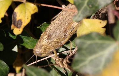 Criquet égyptien Anacridium aegyptium (Linnaeus, 1764)