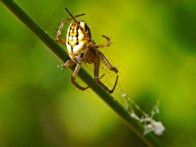 Mangore petite-bouteille Mangora acalypha (Walckenaer, 1802)