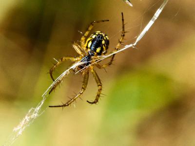 Mangore petite-bouteille Mangora acalypha (Walckenaer, 1802)