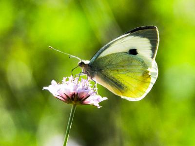 Piéride du Chou (La), Grande Piéride du Chou (La), Pieris brassicae (Linnaeus, 1758)