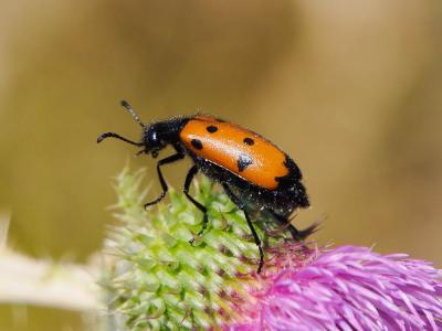 Mylabre à quatre points Mylabris quadripunctata (Linnaeus, 1767)