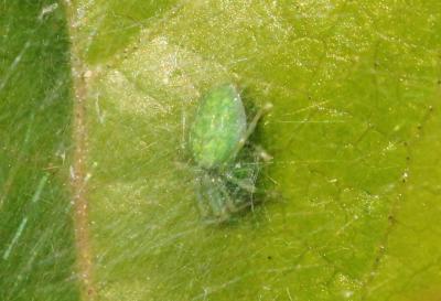  Nigma walckenaeri (Roewer, 1951)