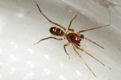  Micaria dives (Lucas, 1846)