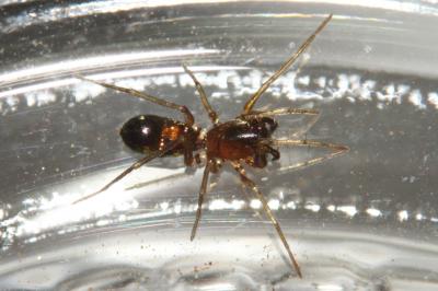  Micaria dives (Lucas, 1846)
