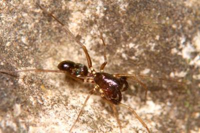  Micaria dives (Lucas, 1846)