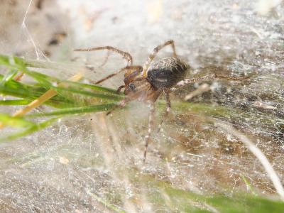 Agélène à labyrinthe Agelena labyrinthica (Clerck, 1758)