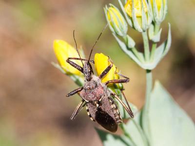 Rèduve à pattes rouges Rhynocoris erythropus (Linnaeus, 1767)