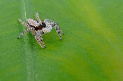  Menemerus taeniatus (L. Koch, 1867)