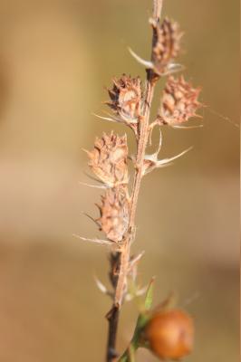 Sainfoin couchée, Esparcette couchée Onobrychis supina (Chaix ex Vill.) DC., 1805