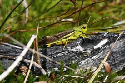 Criquet ensanglanté, Œdipode ensanglantée Stethophyma grossum (Linnaeus, 1758)