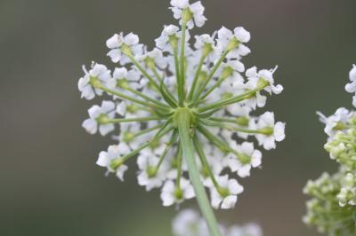 Persil des montagnes, Persil de cerf Oreoselinum nigrum Delarbre, 1800