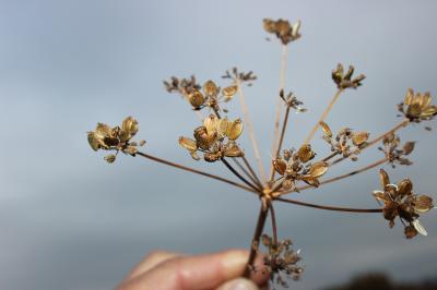 Persil des montagnes, Persil de cerf Oreoselinum nigrum Delarbre, 1800