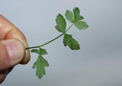 Persil des montagnes, Persil de cerf Oreoselinum nigrum Delarbre, 1800