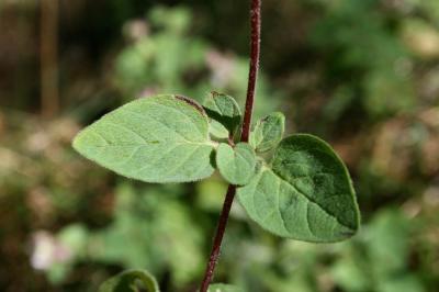 Origan commun Origanum vulgare L., 1753